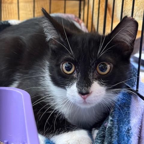 Enlarge Siggi, a Adoptable Domestic Short Hair in Pleasant Hill, CA image 6/6