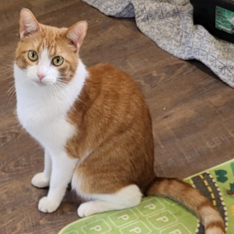 Enlarge Whiskey, a Adoptable Domestic Short Hair in Park Falls, WI image 1/5