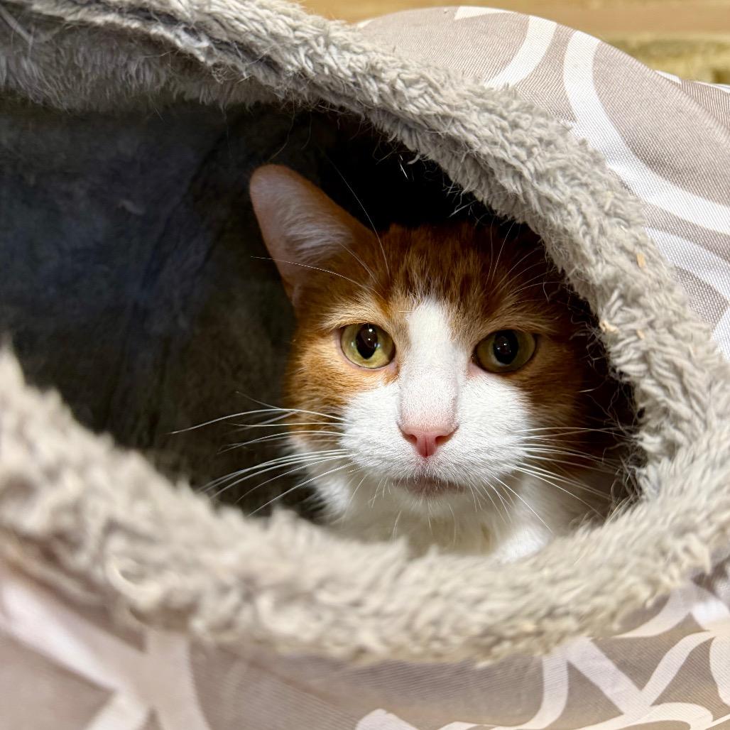 Enlarge Whiskey, a Adoptable Domestic Short Hair in Park Falls, WI image 1/5