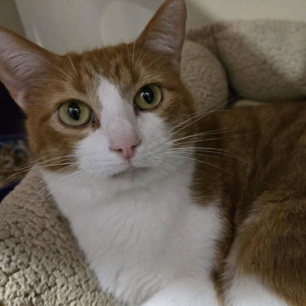 Enlarge Whiskey, a Adoptable Domestic Short Hair in Park Falls, WI image 2/5