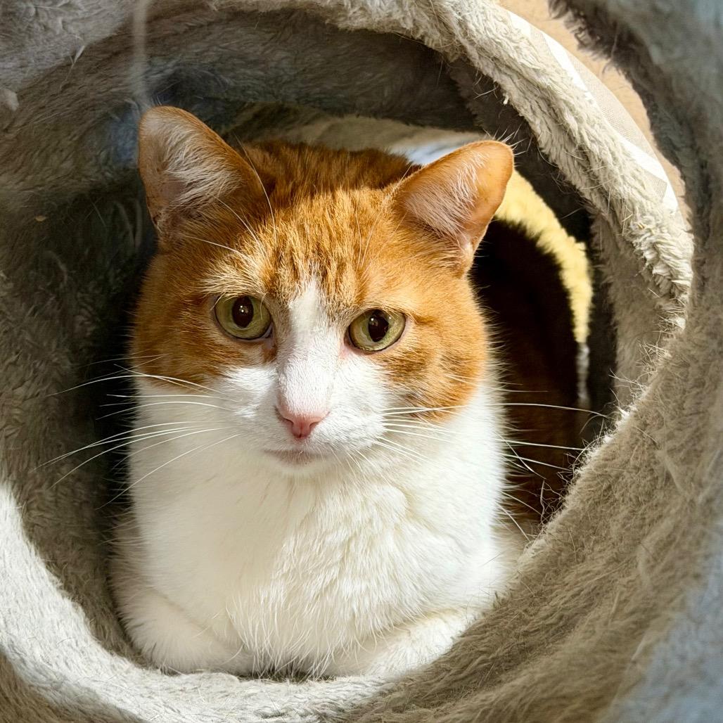 Enlarge Whiskey, a Adoptable Domestic Short Hair in Park Falls, WI image 3/5