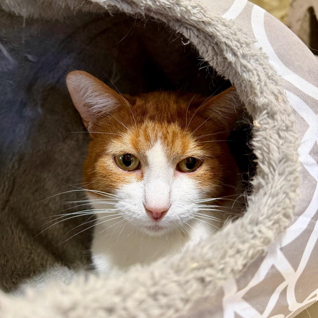Enlarge Whiskey, a Adoptable Domestic Short Hair in Park Falls, WI image 4/5