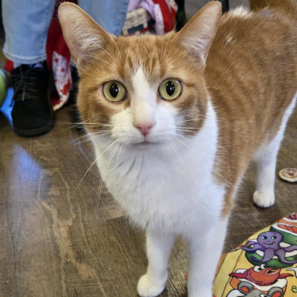Enlarge Whiskey, a Adoptable Domestic Short Hair in Park Falls, WI image 5/5