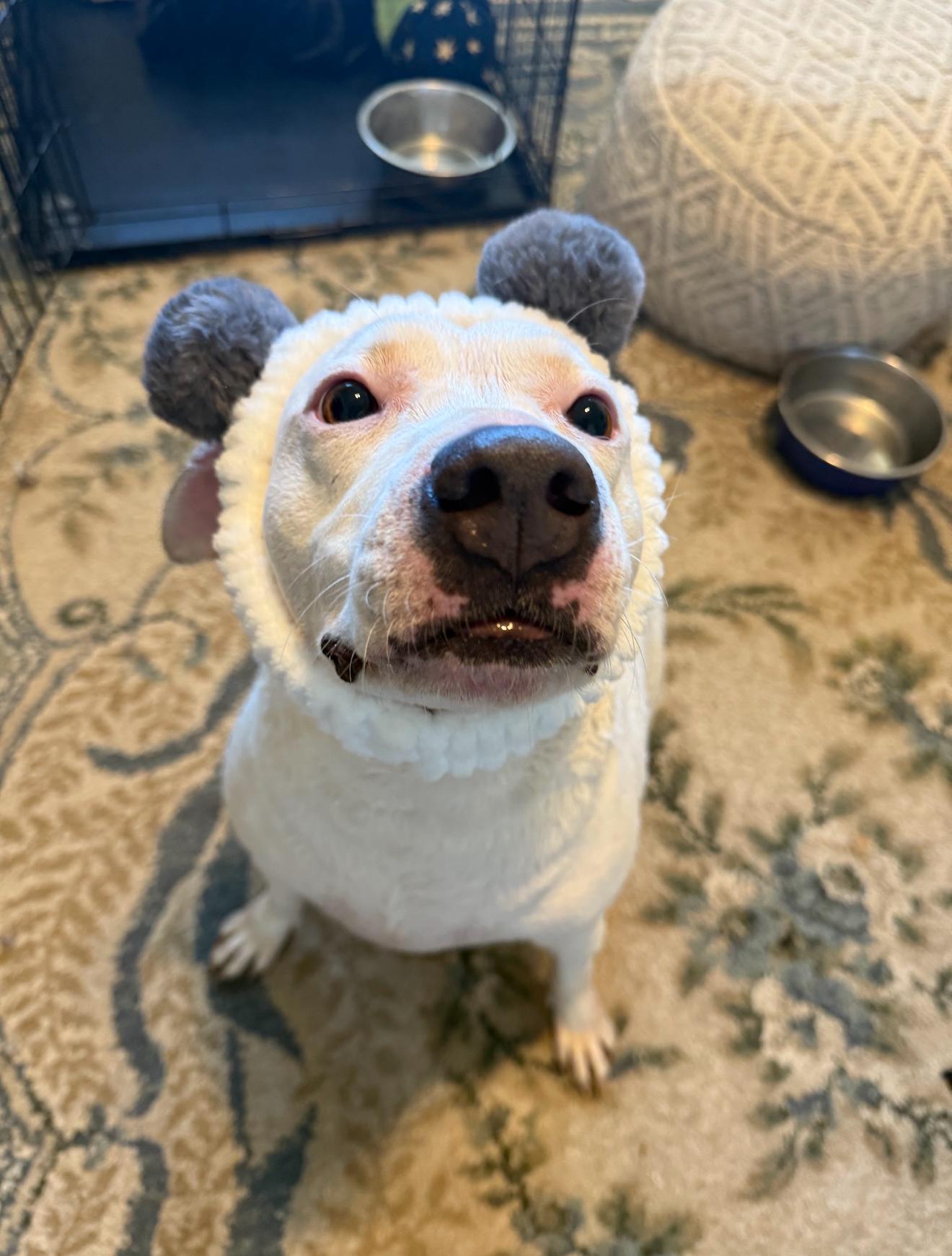 Enlarge Morticia Addams, a Adoptable mixed breed in Poughkeepsie, NY image 5/6