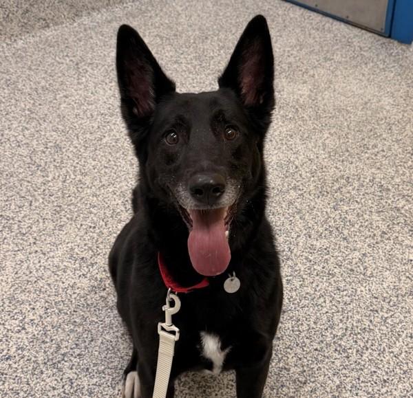 Milo, Adoptable, Senior Male German Shepherd Dog.