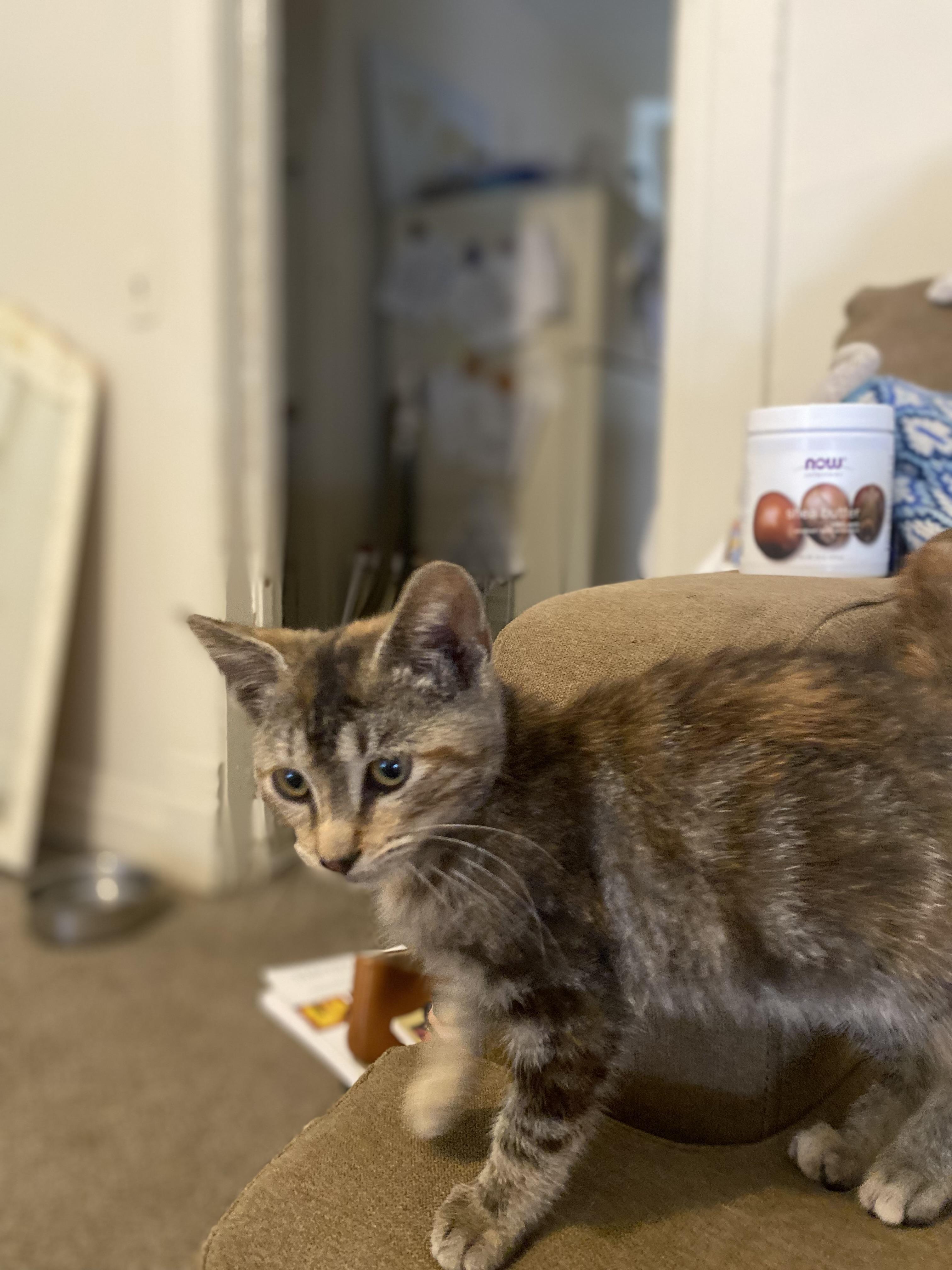 Rose, Adoptable, Kitten Female Dilute Calico.