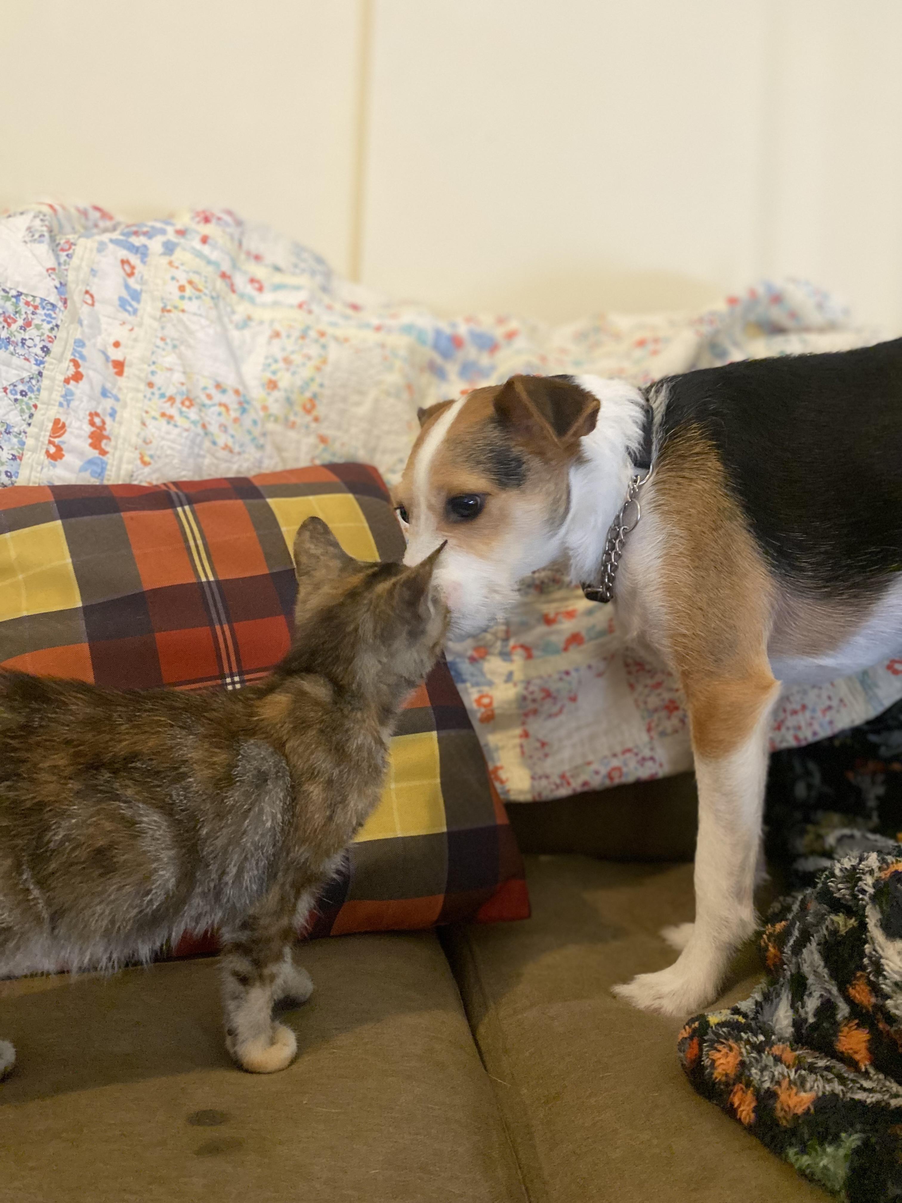 Enlarge Rose, a Adoptable Dilute Calico in mattoon, IL image 3/4
