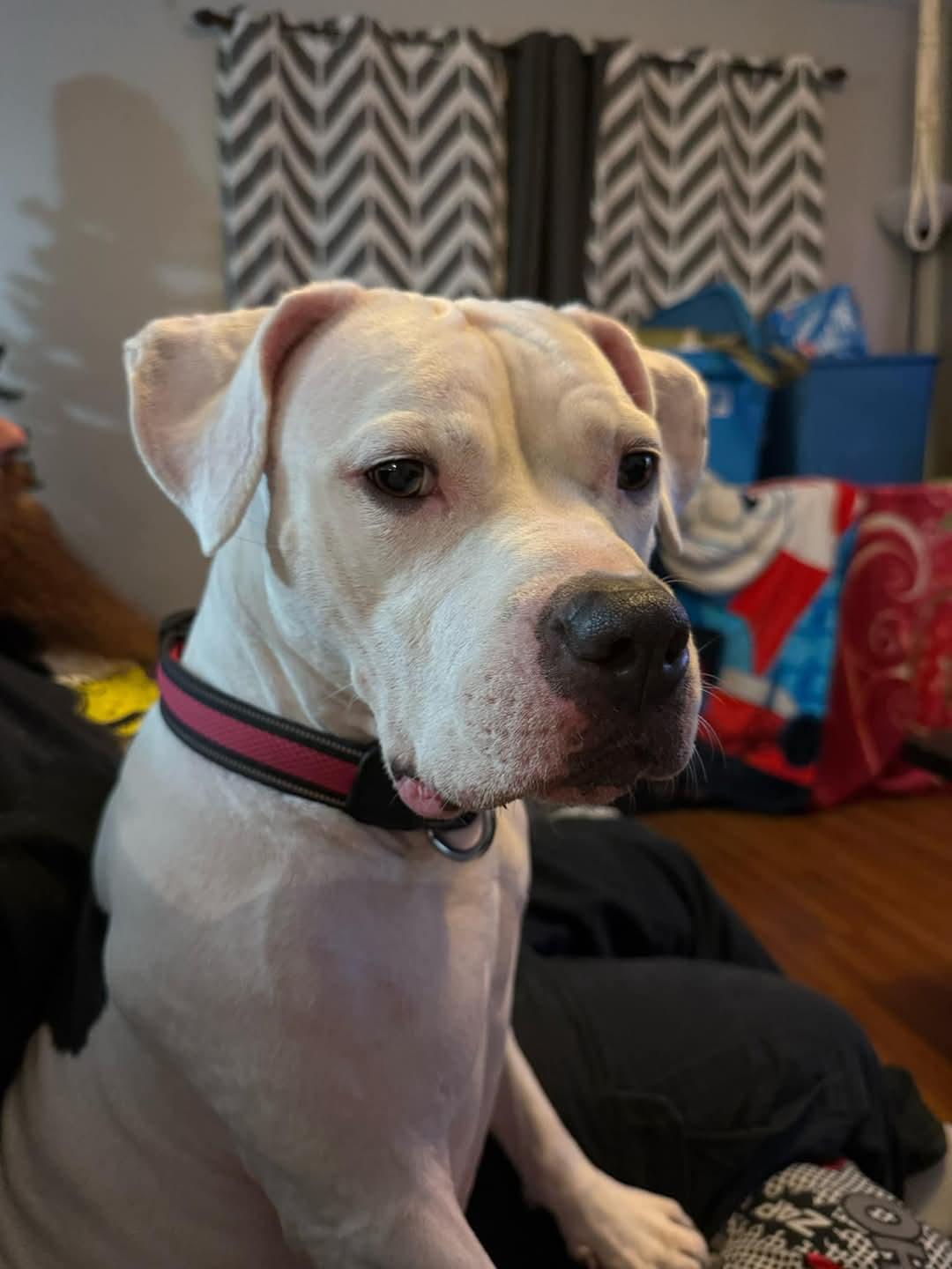 Nova, a Adoptable mixed breed in Montreal, QC image 3/6