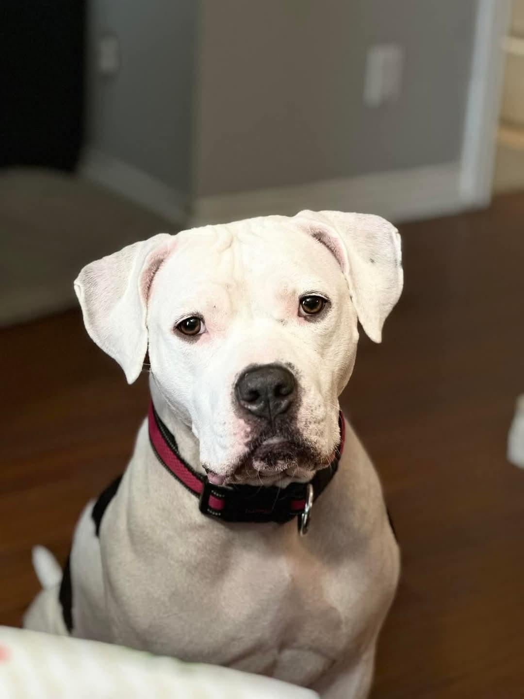 Nova, Adoptable, Adult Female Pit Bull Terrier.