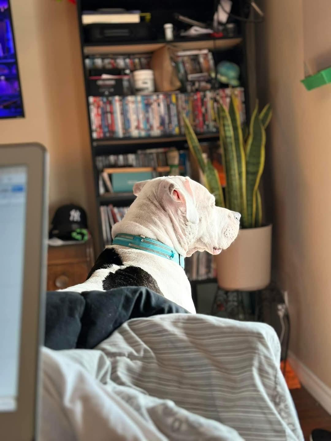 Nova, a Adoptable mixed breed in Montreal, QC image 2/6