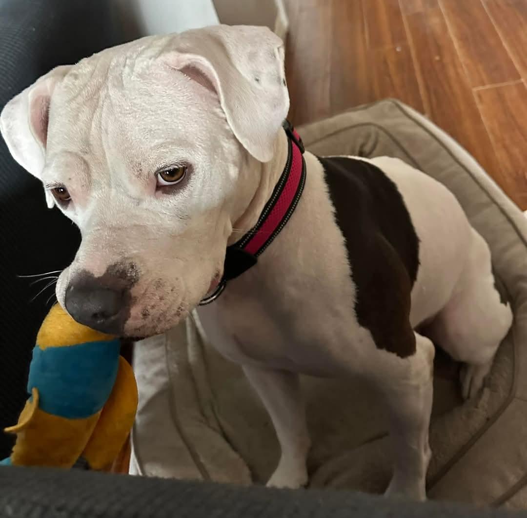 Nova, a Adoptable mixed breed in Montreal, QC image 4/6