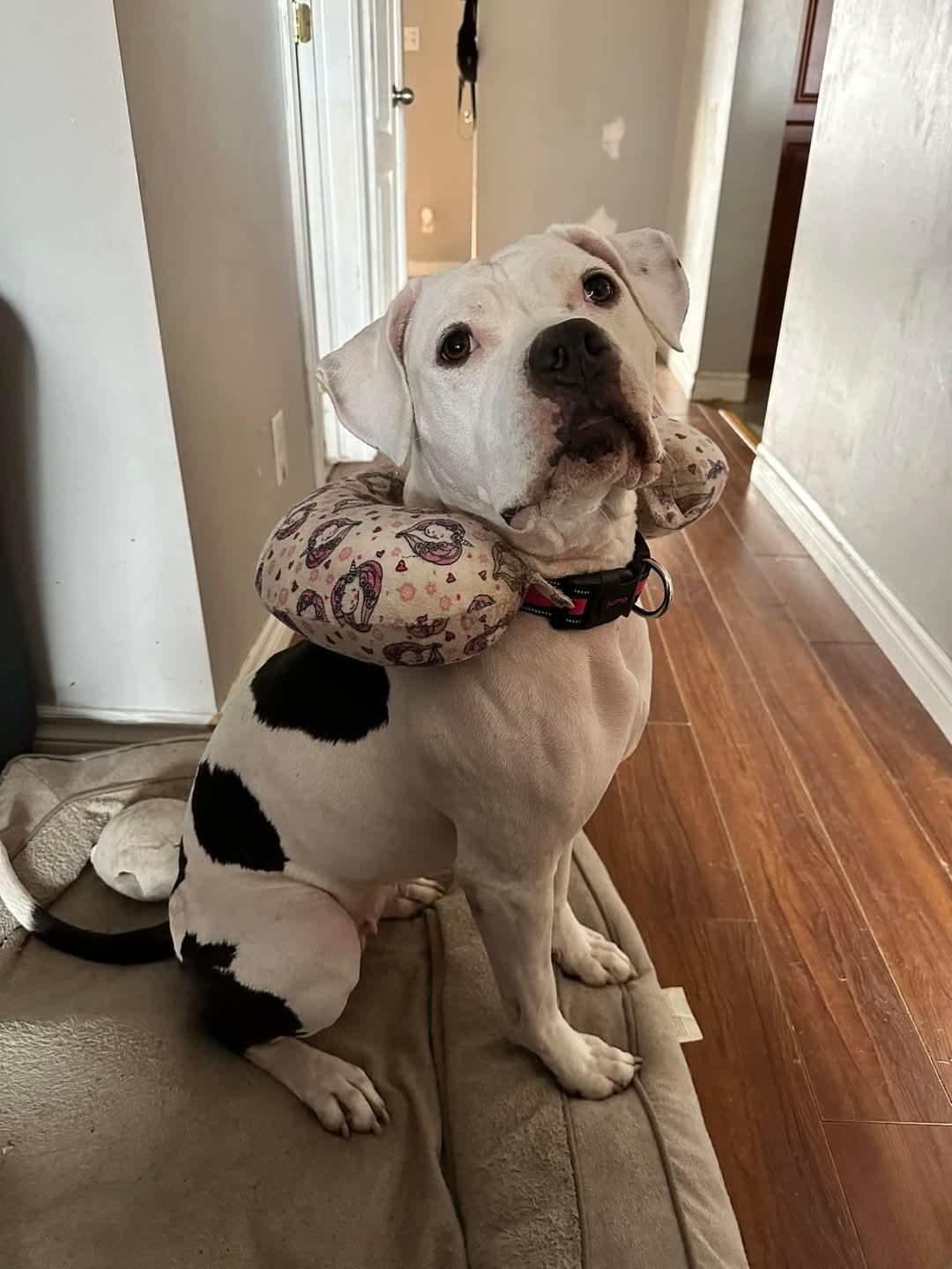 Nova, a Adoptable mixed breed in Montreal, QC image 6/6