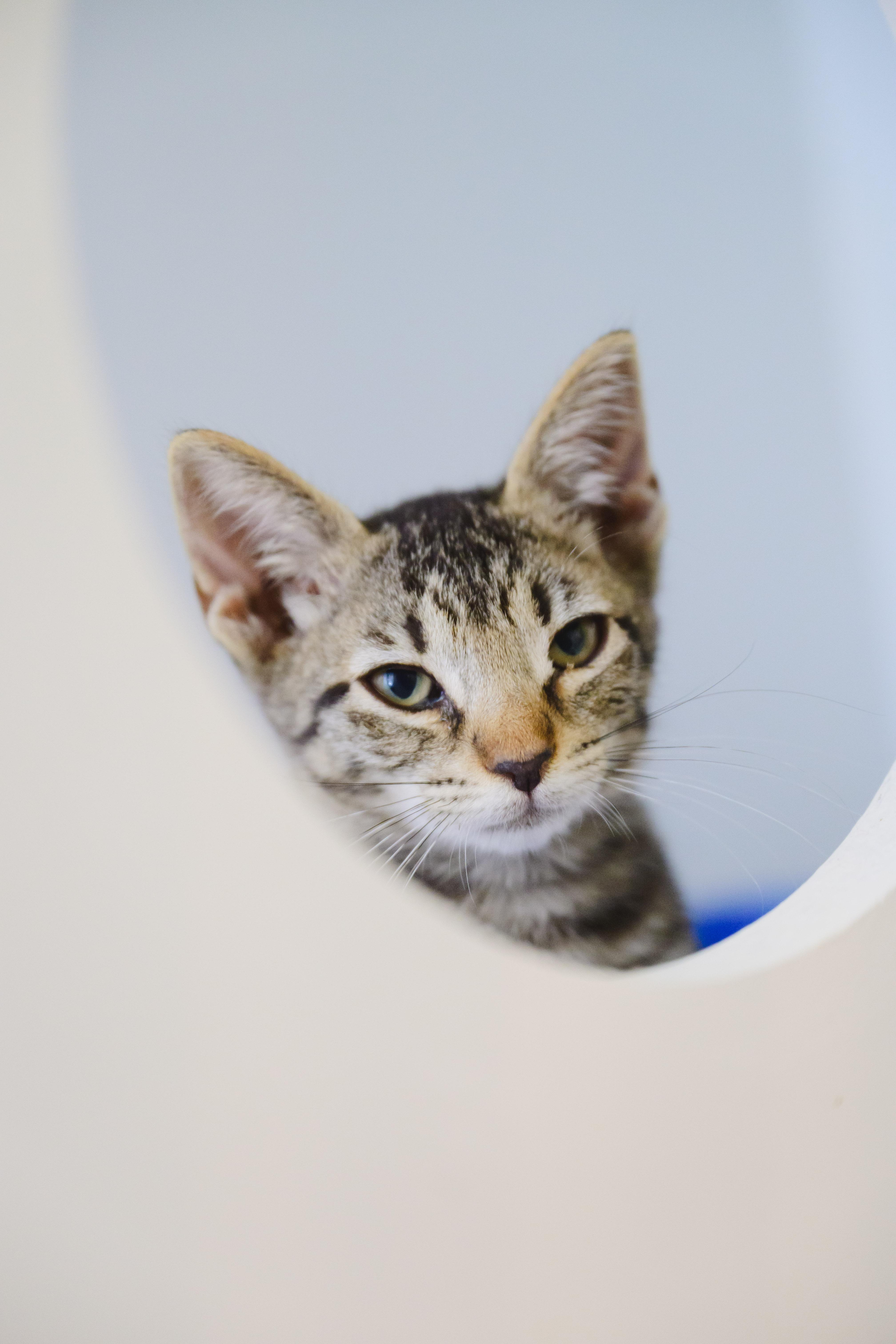 Toad, Adoptable, Kitten Male Domestic Short Hair.