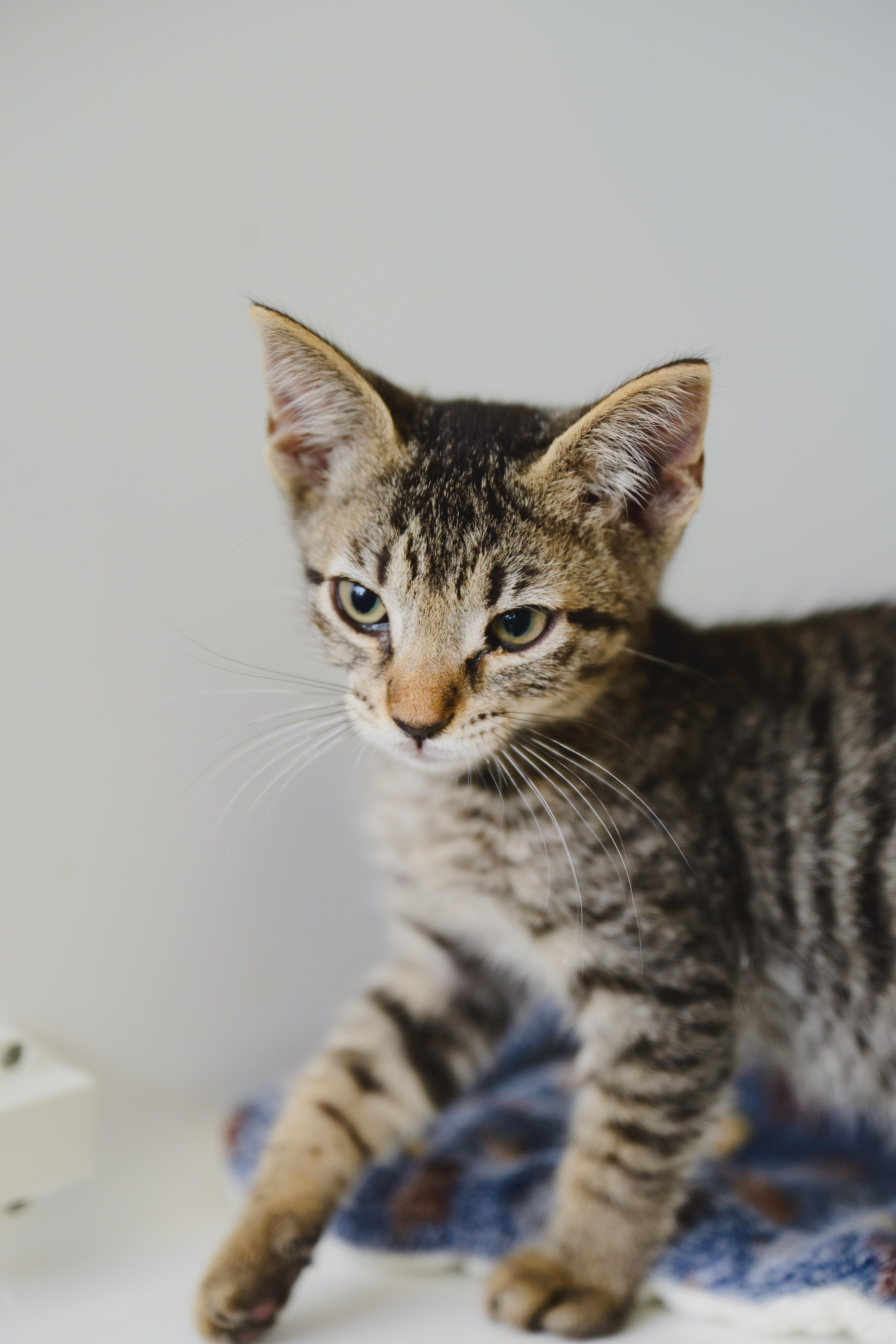 Toad, a Adoptable Domestic Short Hair in Honolulu, HI image 2/6