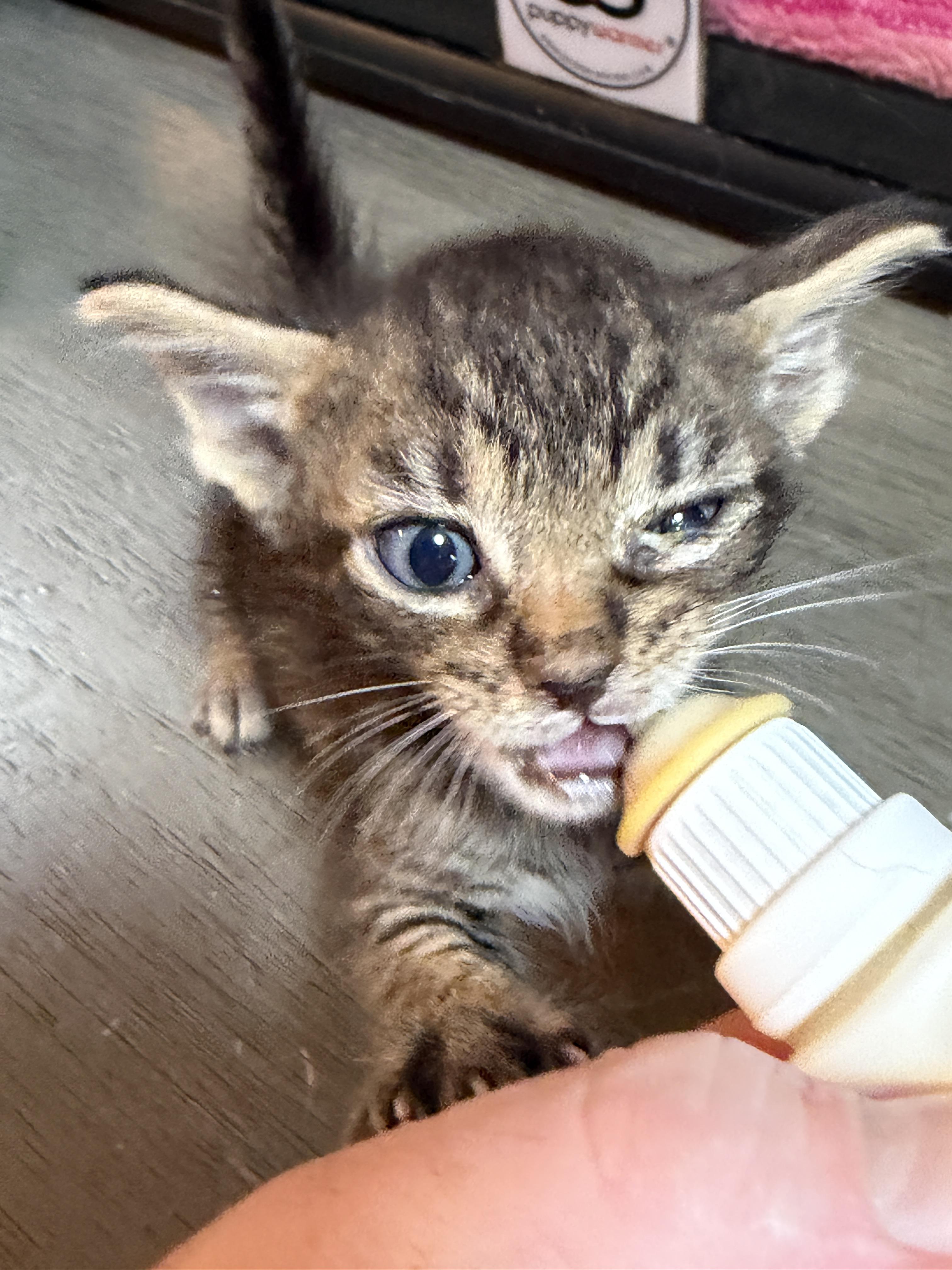 Toad, a Adoptable Domestic Short Hair in Honolulu, HI image 3/6