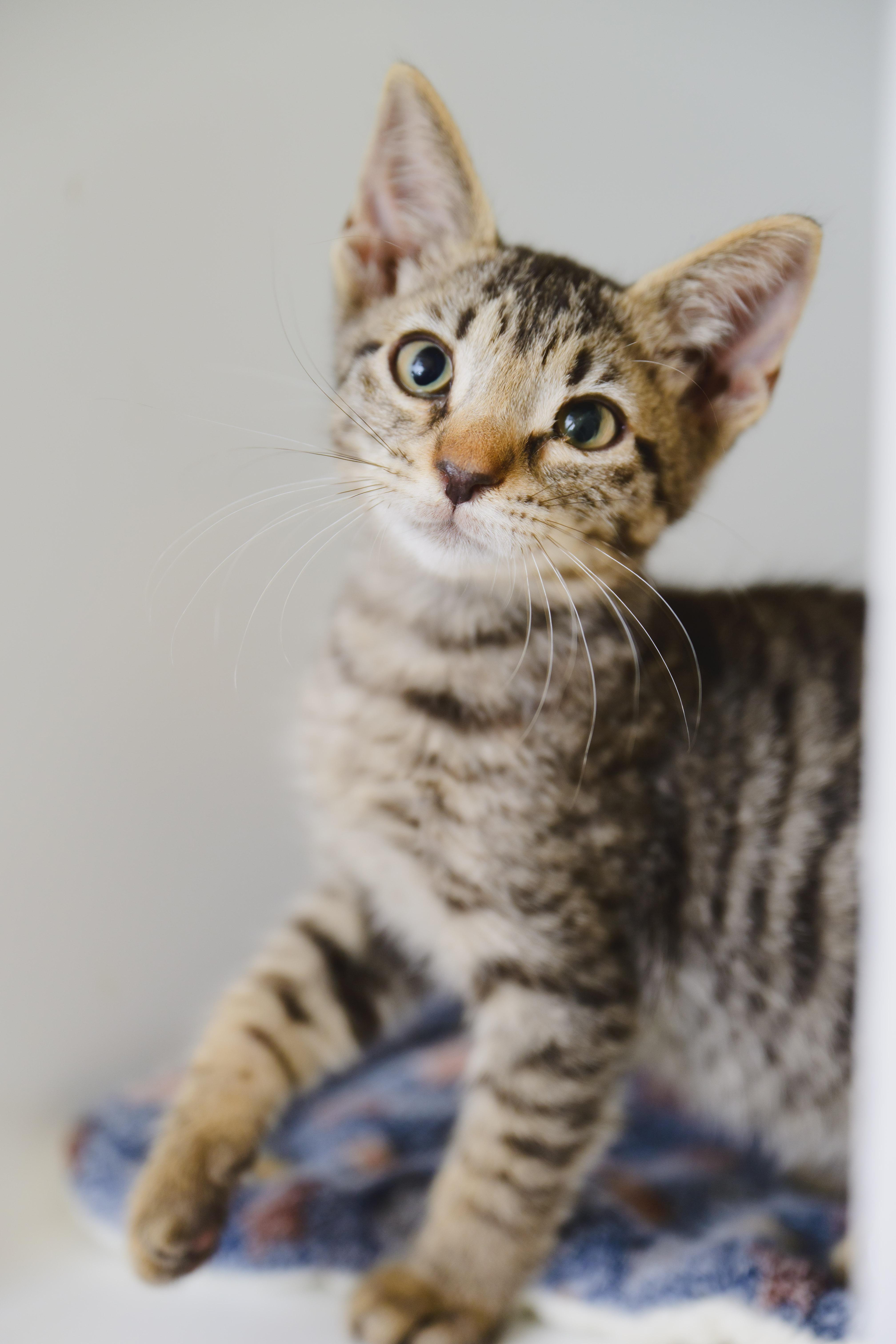 Toad, a Adoptable Domestic Short Hair in Honolulu, HI image 4/6