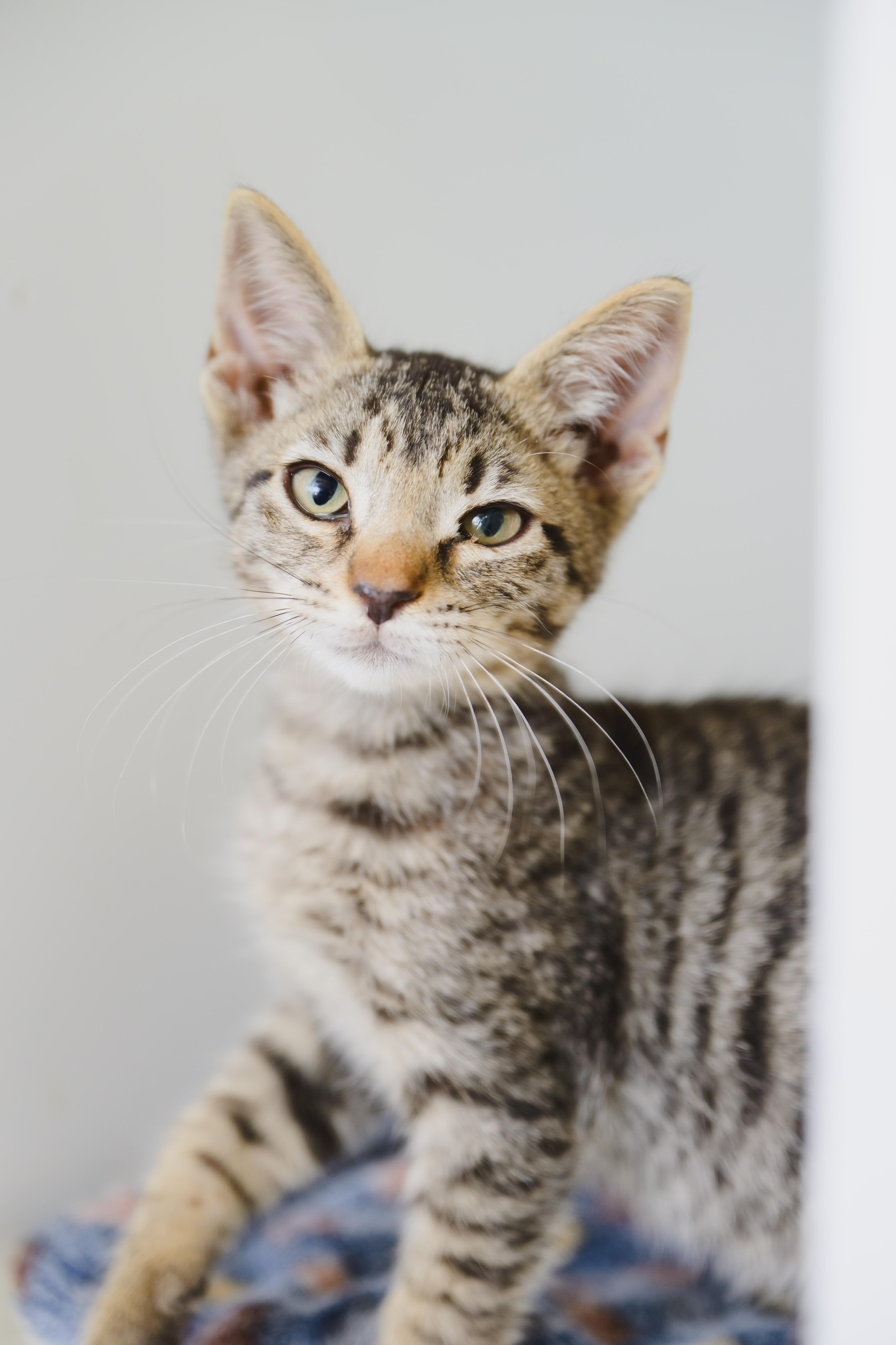 Toad, a Adoptable Domestic Short Hair in Honolulu, HI image 5/6