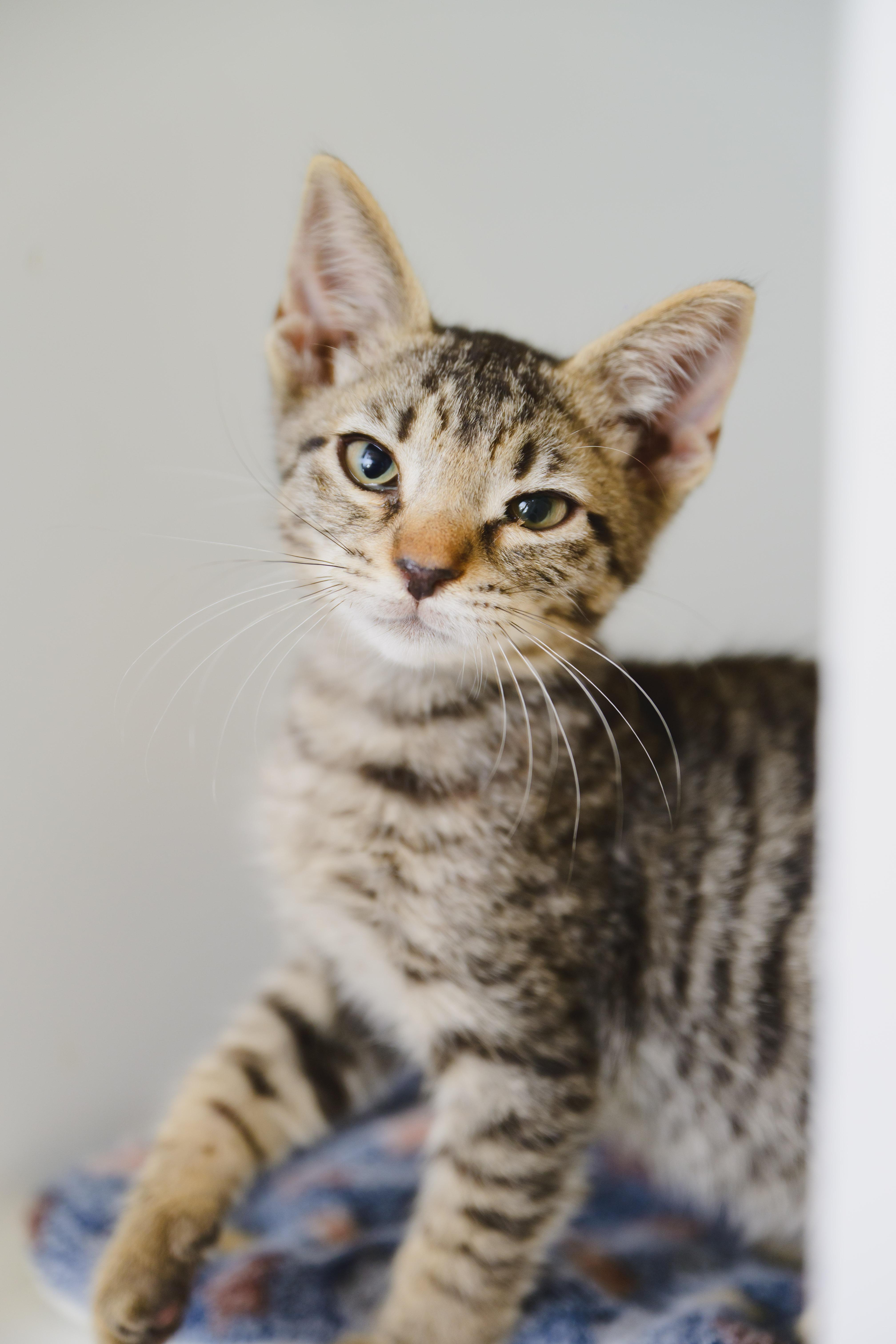 Toad, a Adoptable Domestic Short Hair in Honolulu, HI image 6/6