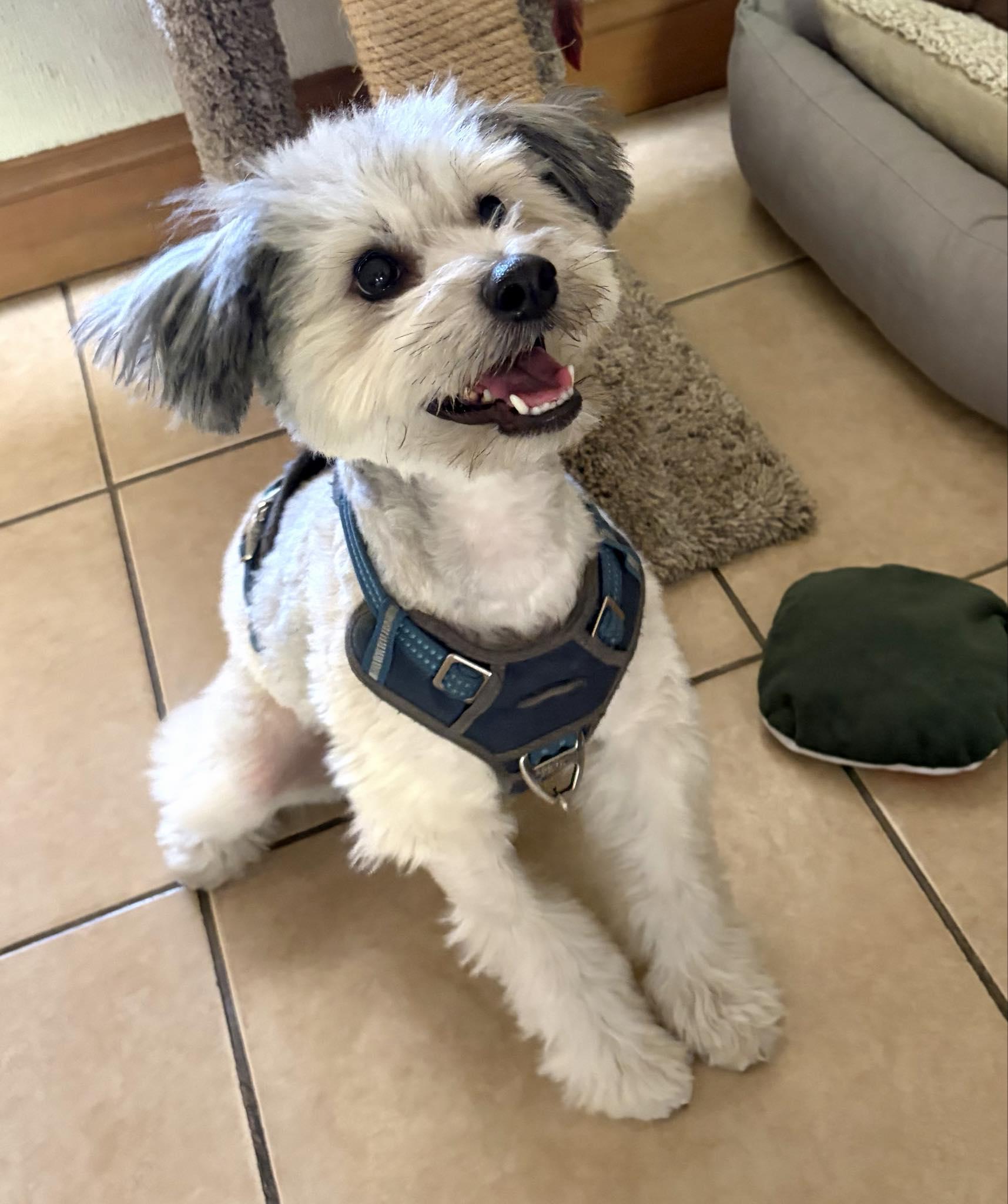 Toto, ADOPTABLE, Adult Male Shih Tzu & Miniature Poodle.