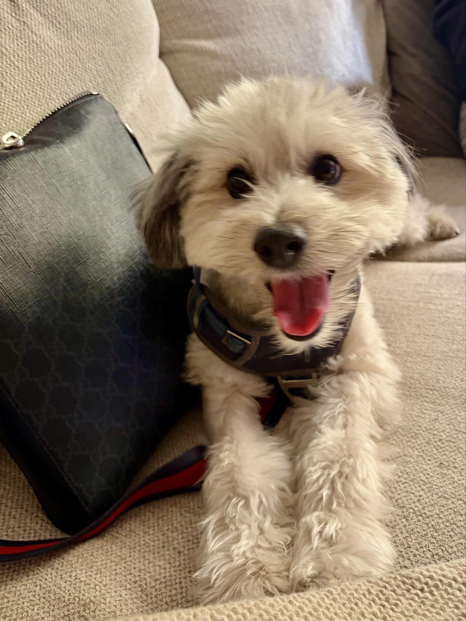 Enlarge Toto, a ADOPTABLE mixed breed in Carlsbad, CA image 2/5