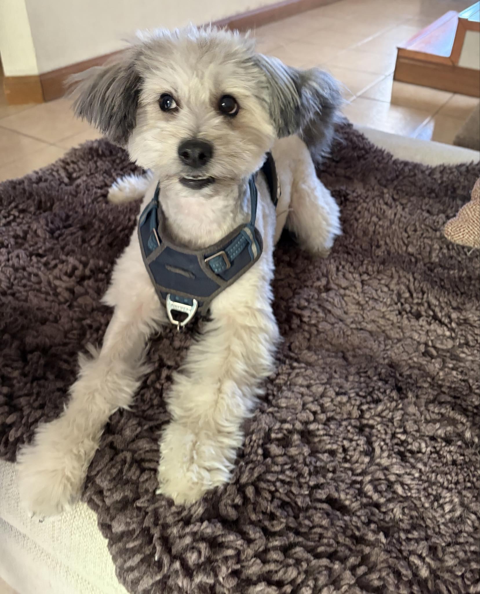 Enlarge Toto, a ADOPTABLE mixed breed in Carlsbad, CA image 4/5