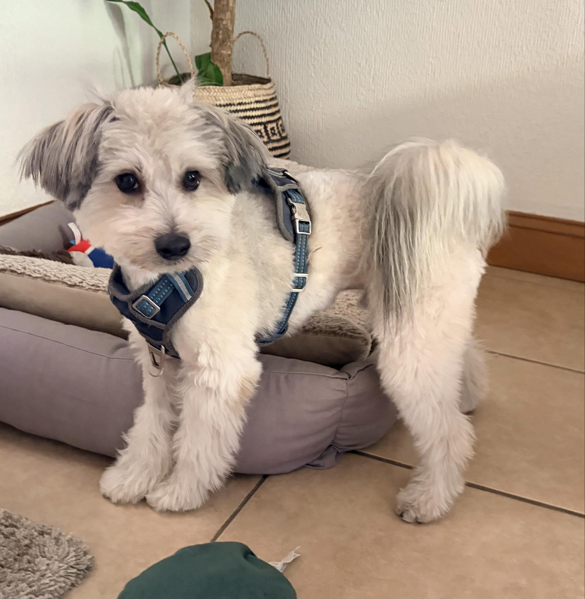 Enlarge Toto, a ADOPTABLE mixed breed in Carlsbad, CA image 3/5