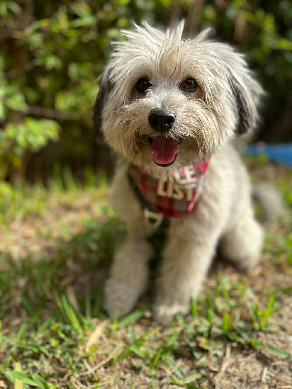 Enlarge Toto, a ADOPTABLE mixed breed in Carlsbad, CA image 5/5