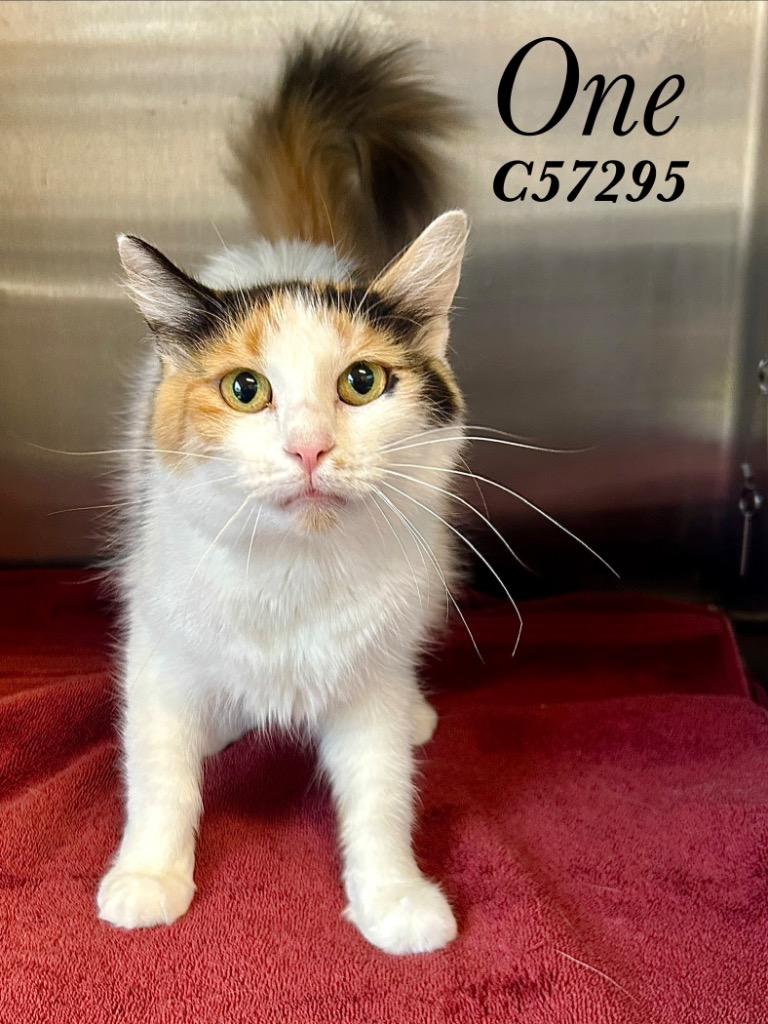 One, Adoptable, Young Female Domestic Medium Hair.