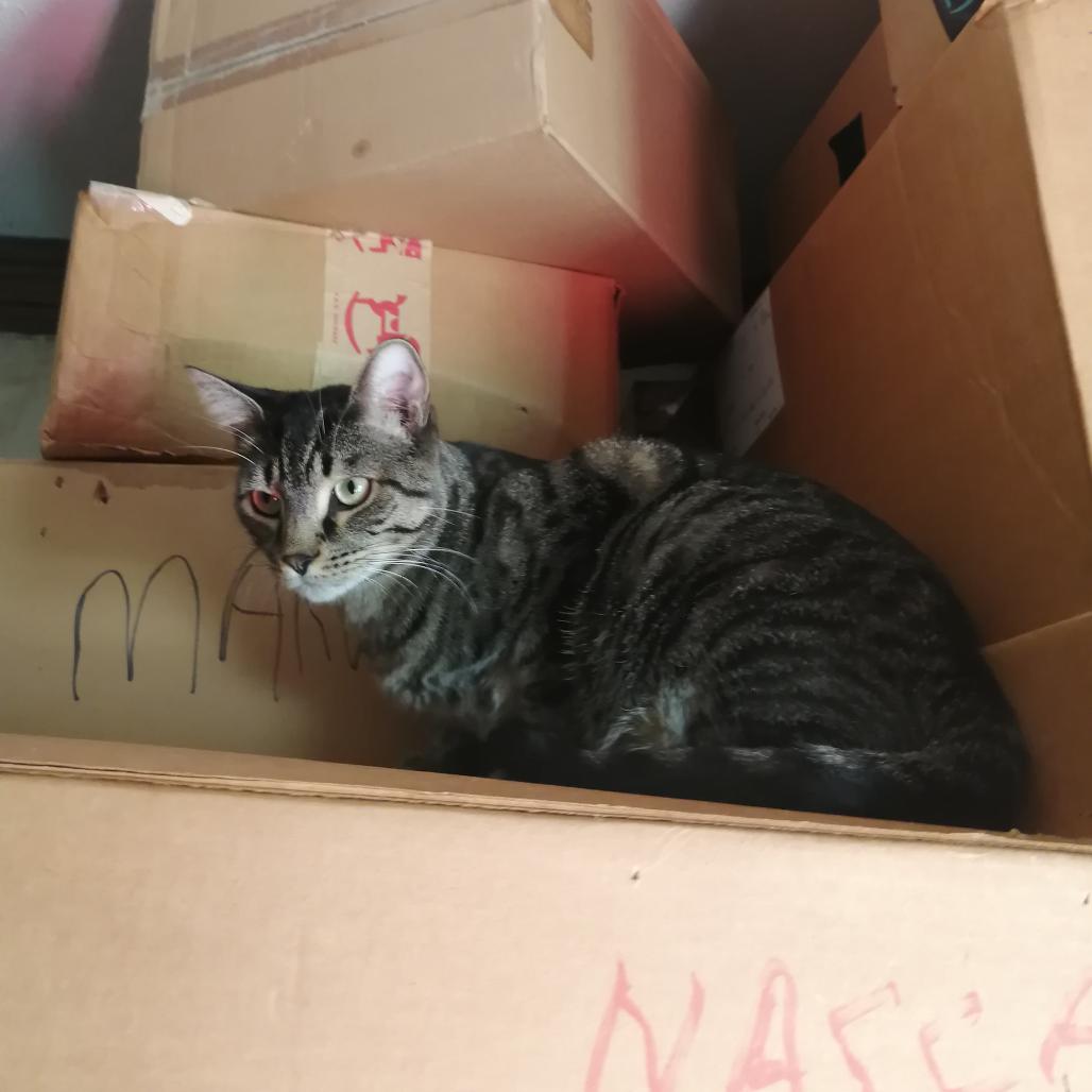 Enlarge Casper - Bonded with Spook!, a Adoptable American Shorthair in Bristol, IN image 1/1