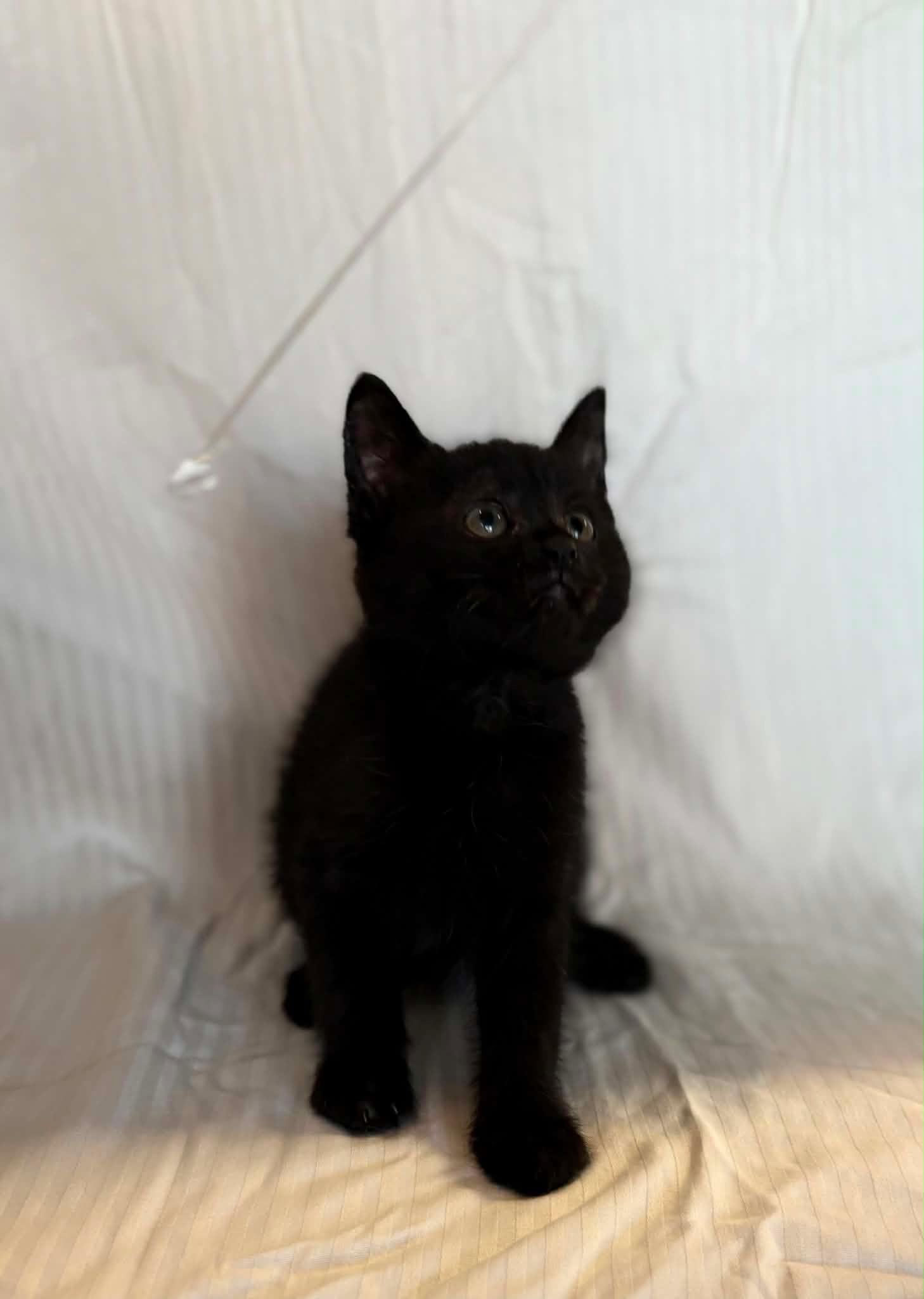 Luna, an adopted mixed breed in Bonney Lake, WA image 3/4