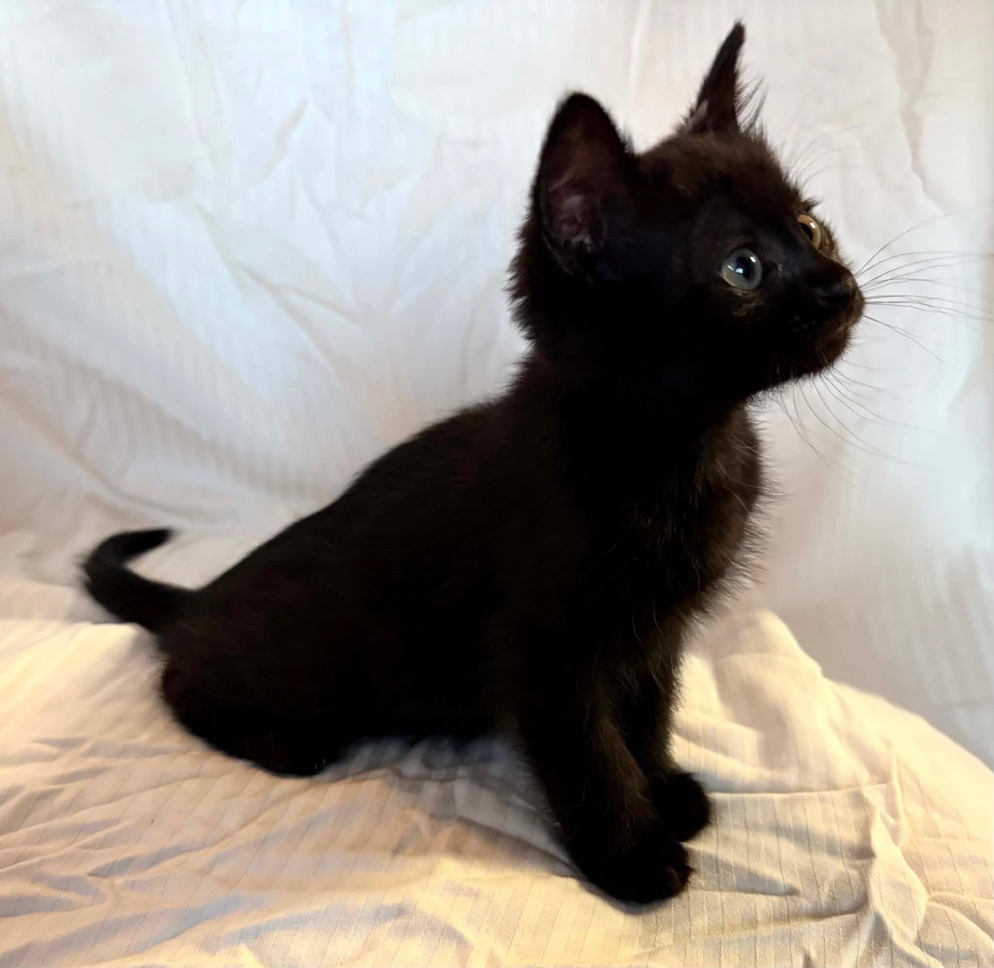Luna, an adopted mixed breed in Bonney Lake, WA image 1/4