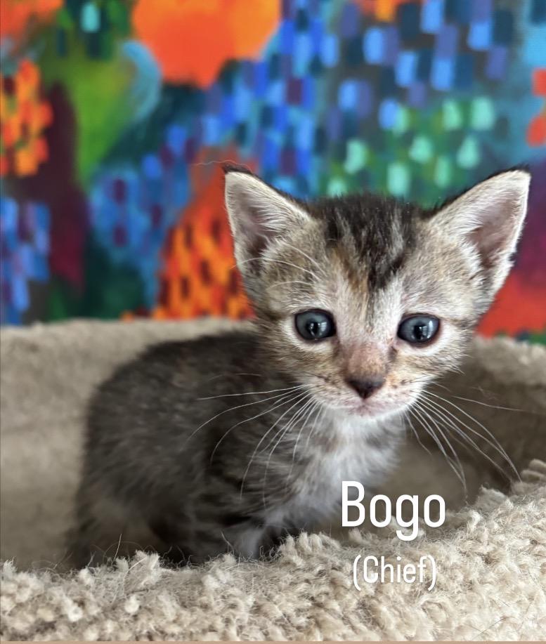 Bogo, a ADOPTABLE mixed breed in Asbury Park, NJ image 2/3