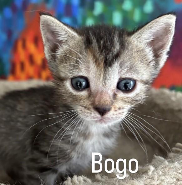 Bogo, ADOPTABLE, Kitten Female Tiger.