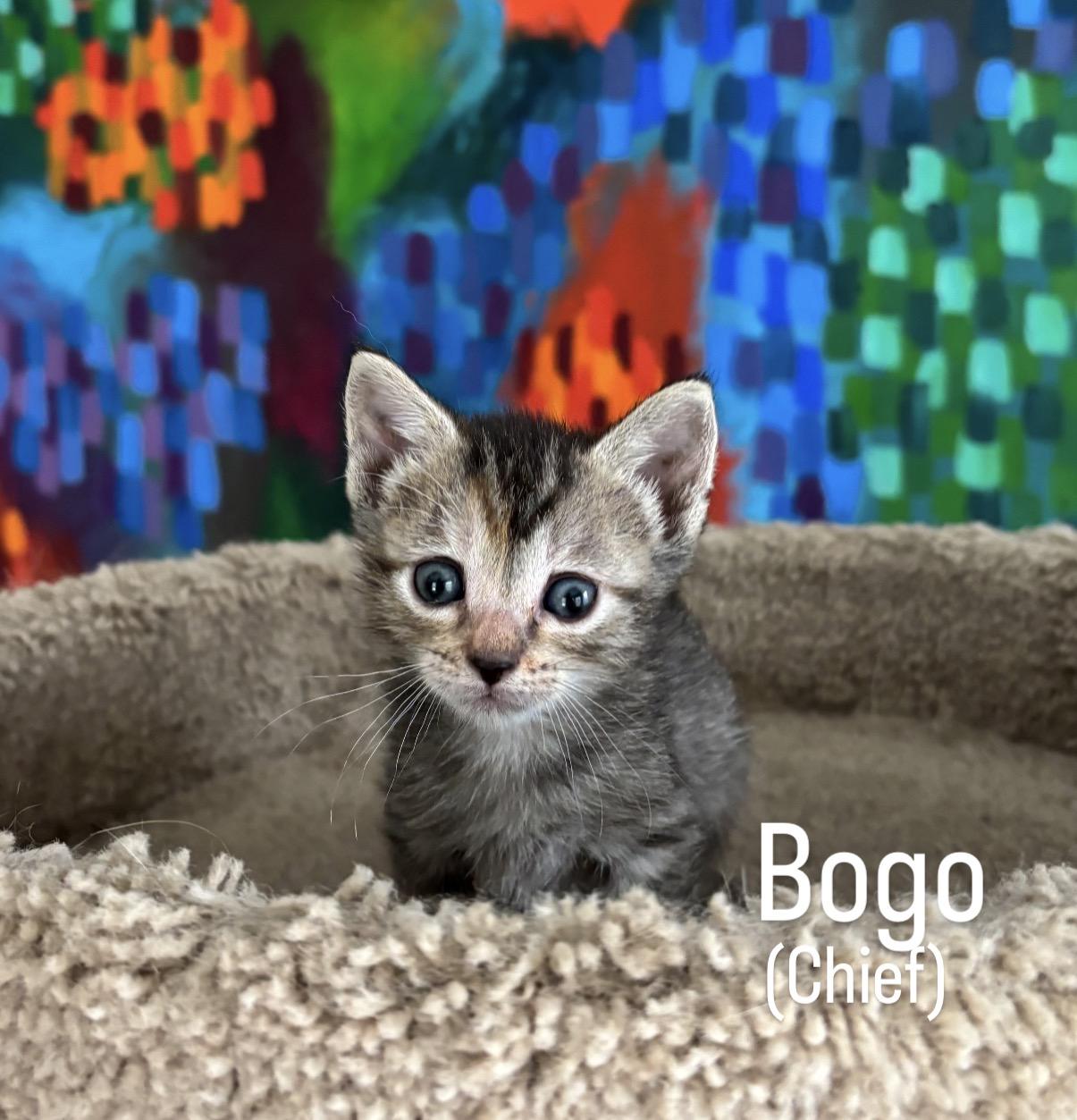 Bogo, a ADOPTABLE mixed breed in Asbury Park, NJ image 3/3