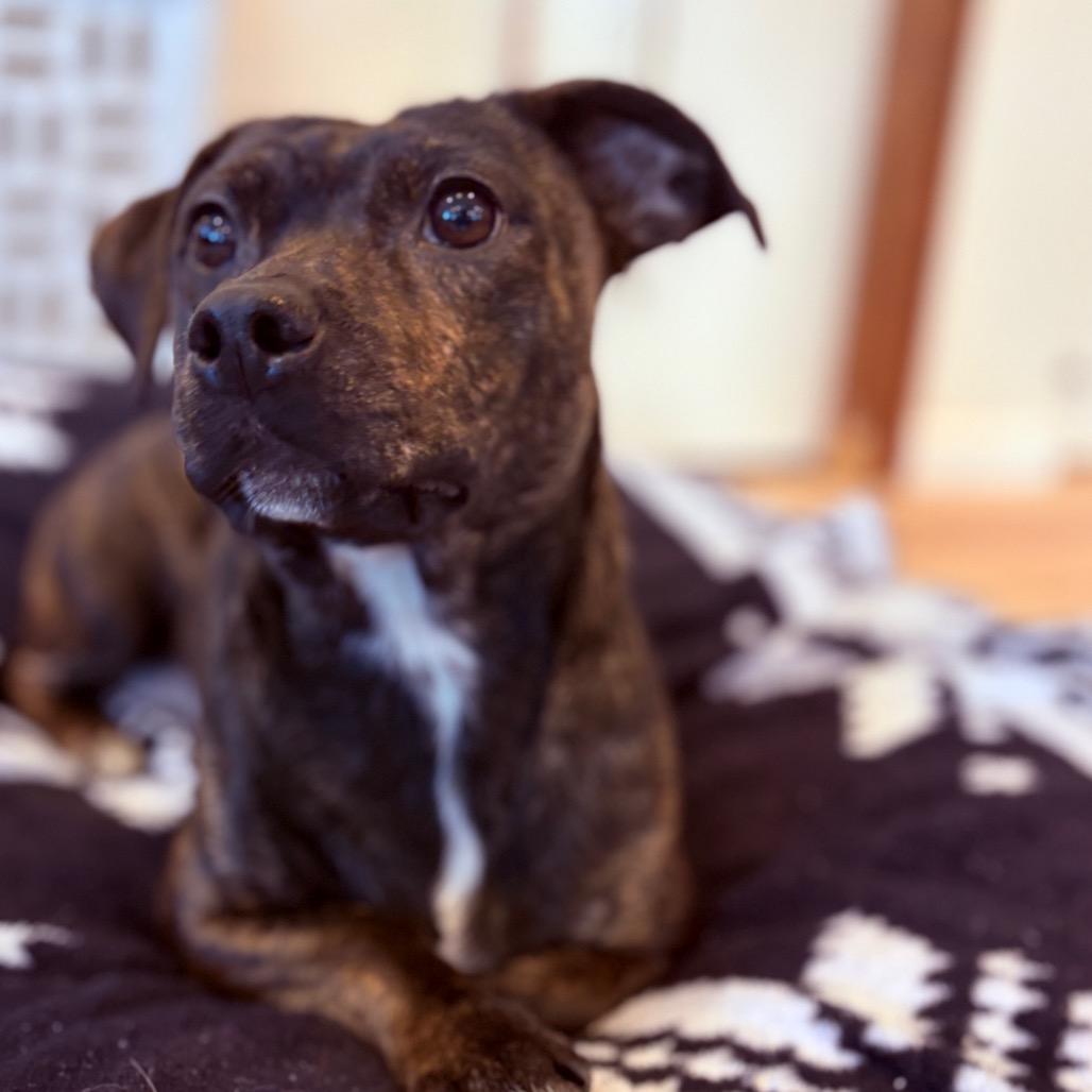Enlarge Olive , an adoptable Mixed Breed in Fenton, MI image 2/3