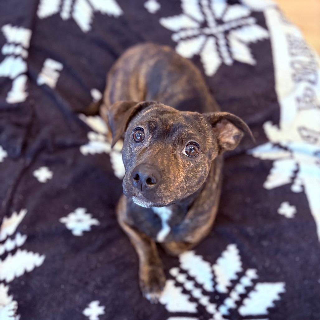 Enlarge Olive , an adoptable Mixed Breed in Fenton, MI image 1/3