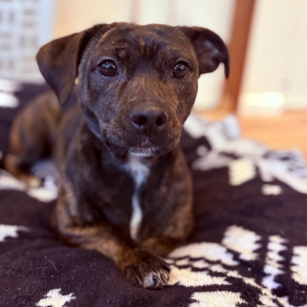 Enlarge Olive , an adoptable Mixed Breed in Fenton, MI image 3/3