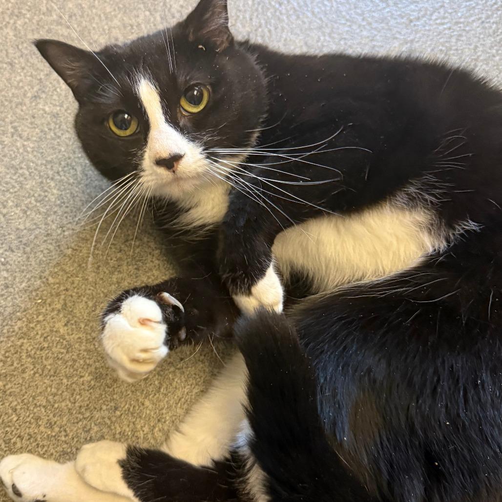 Enlarge Phoebe, a Adoptable Domestic Short Hair in Concord, NH image 1/1