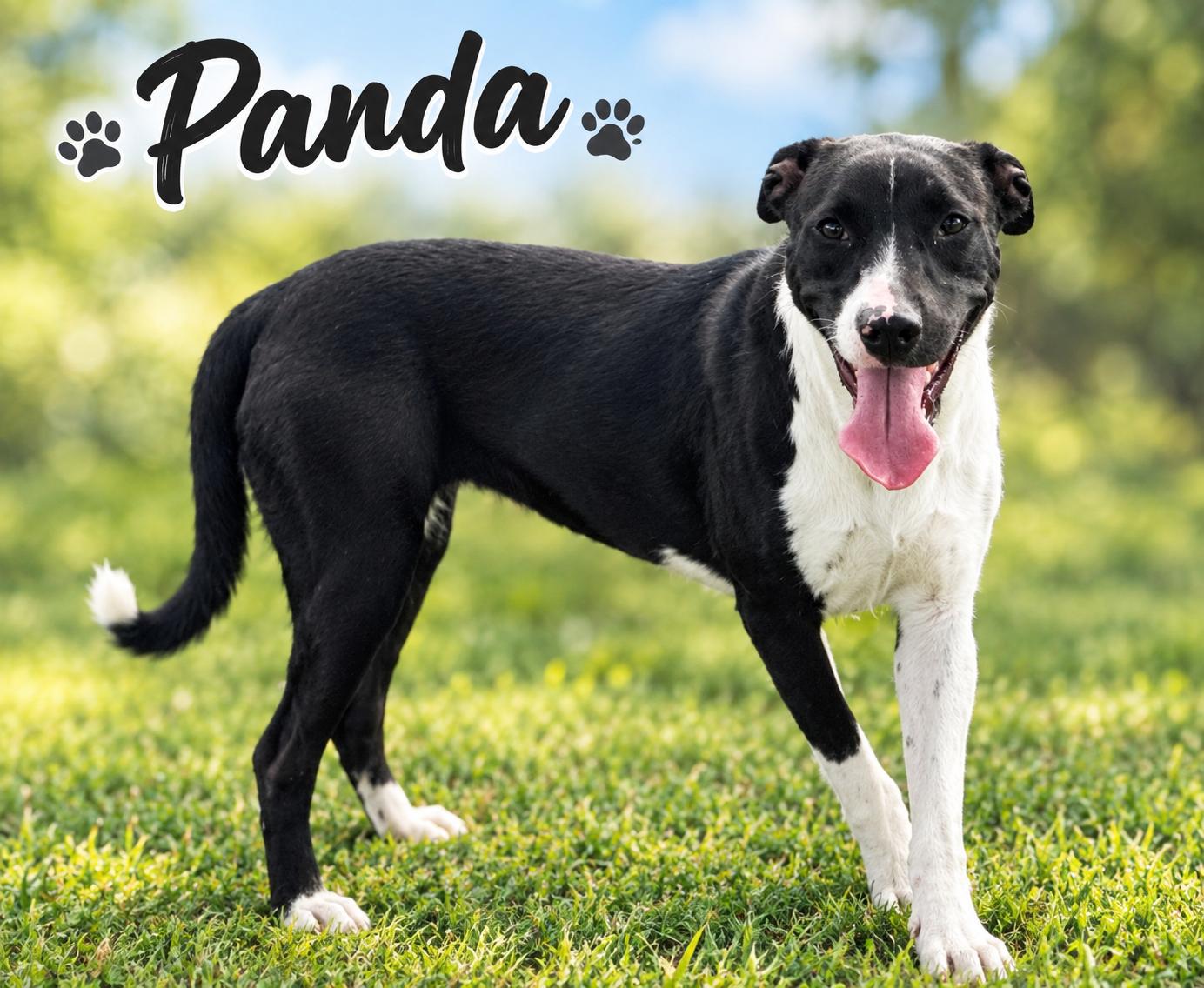 Panda, Adopted, Young Female Labrador Retriever.