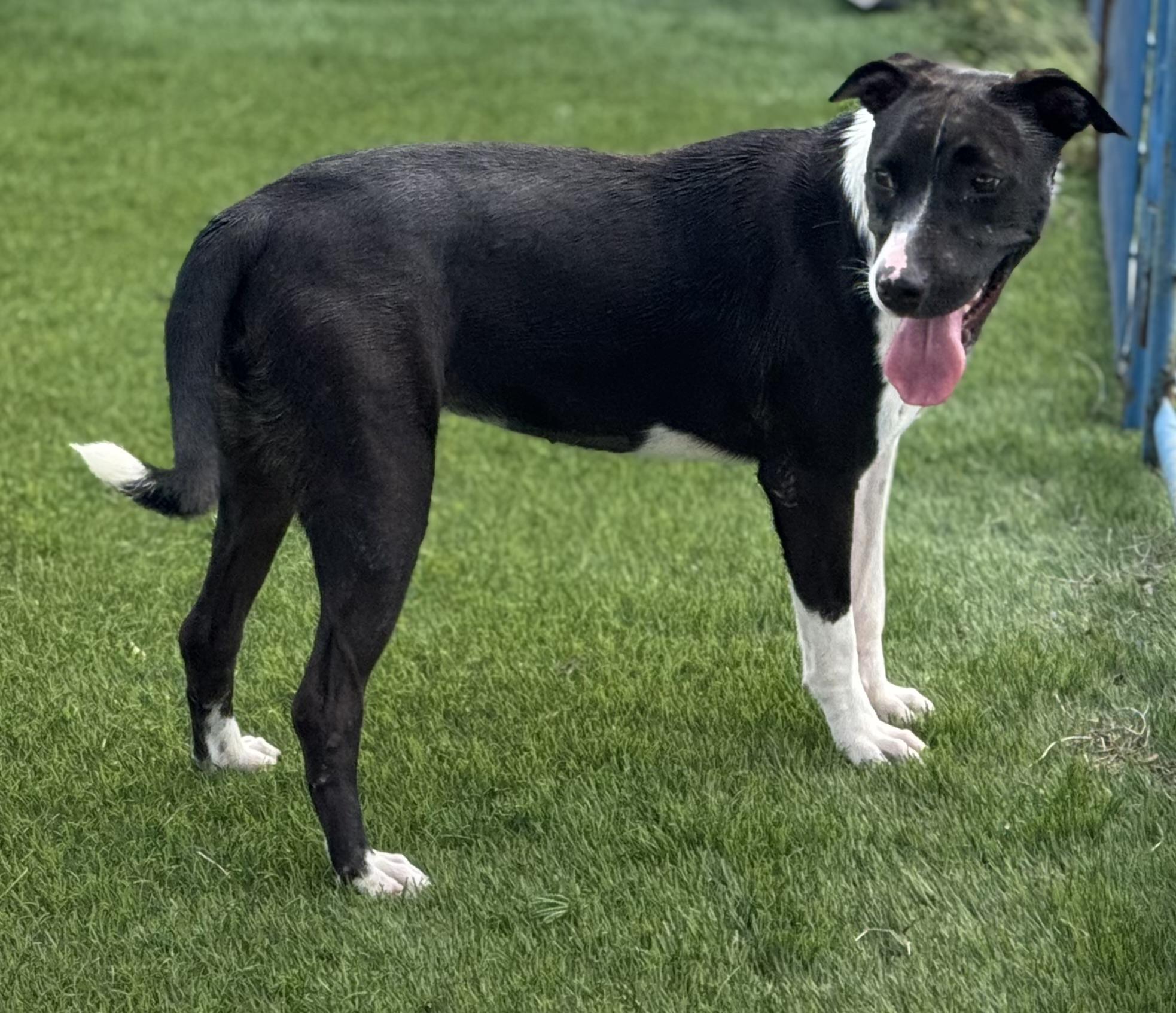 Enlarge Panda, a Adopted mixed breed in Le Roy, NY image 4/4