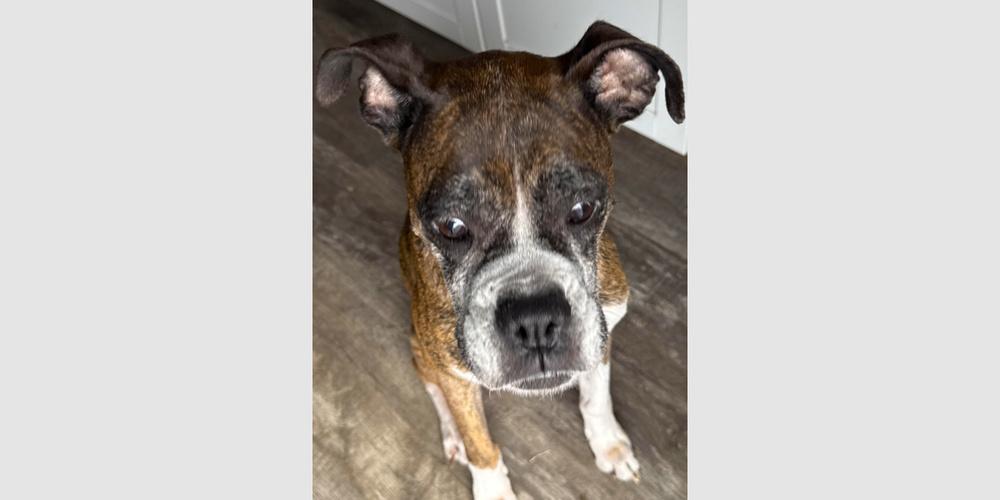 Rocky XII, Adoptable, Adult Female Boxer.