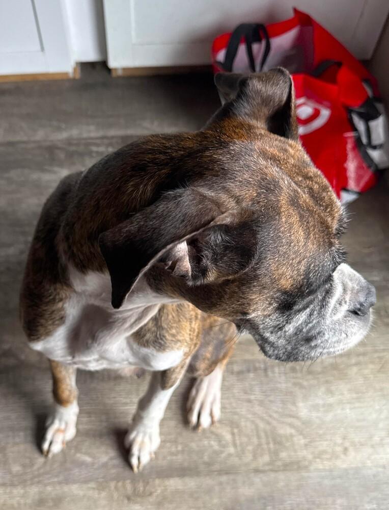 Enlarge Rocky XII, a Adoptable Boxer in Hewitt, TX image 3/3