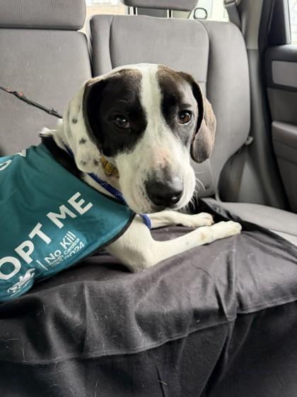 91916a Kojak - VIP, Adoptable, Adult Male Hound & Mixed Breed.
