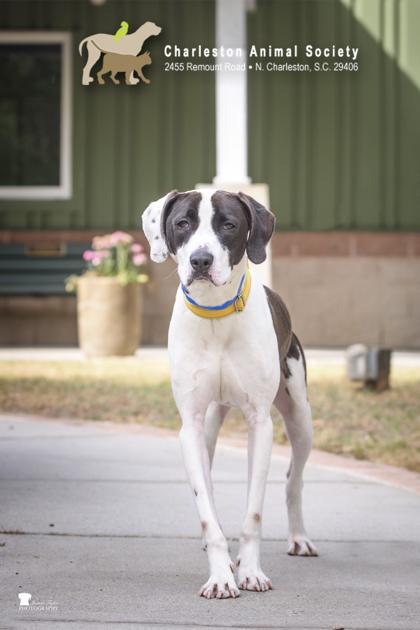 91916a Kojak - VIP, a Adoptable mixed breed in North Charleston, SC image 2/3