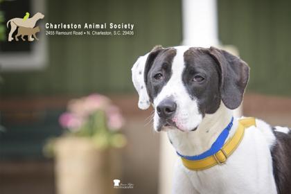 91916a Kojak - VIP, a Adoptable mixed breed in North Charleston, SC image 3/3
