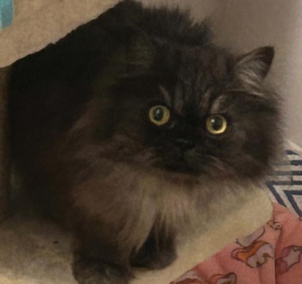 MISS BELLA, Adoptable, Adult Female Persian.