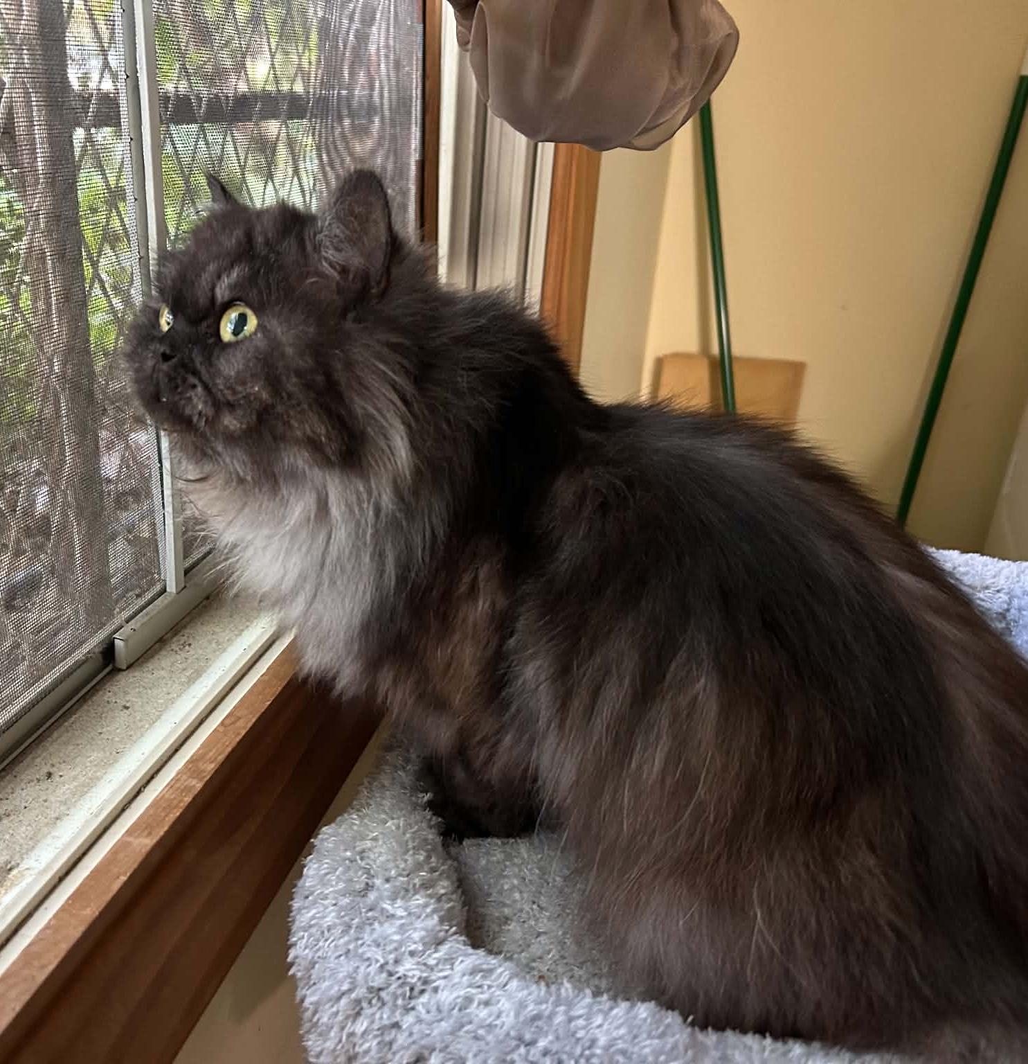 Enlarge MISS BELLA, a Adoptable Persian in Indianapolis, IN image 2/2