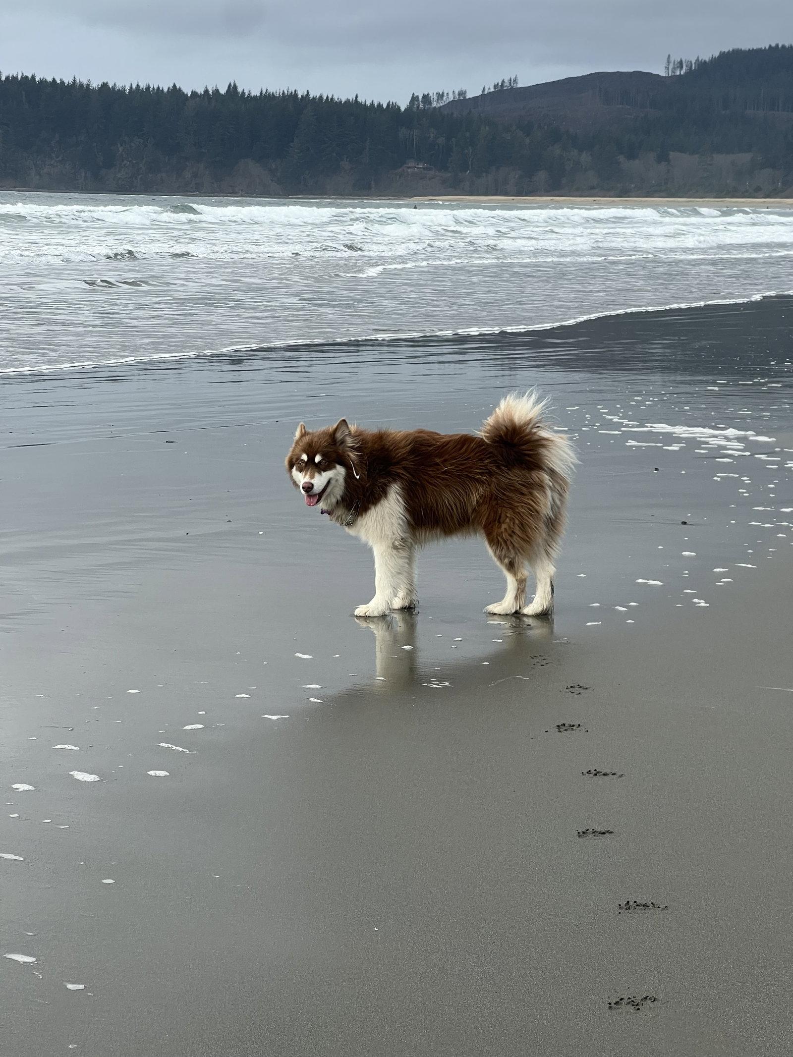 IRIS, Adoptable, Adult Female Alaskan Malamute.