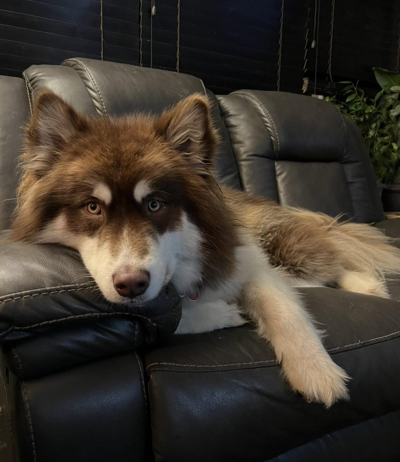 Enlarge IRIS, a Adoptable Alaskan Malamute in Seattle, WA image 2/3