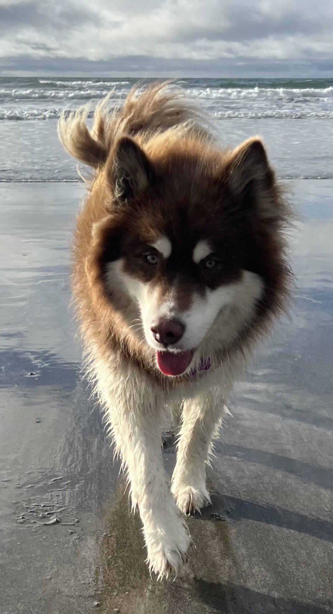 Enlarge IRIS, a Adoptable Alaskan Malamute in Seattle, WA image 3/3